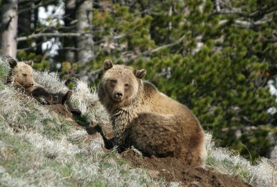 Grizzly sow and cub