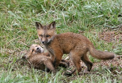 Playing fox kits