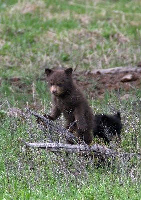 Brown cubbie