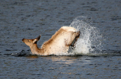 Elk playing in the water