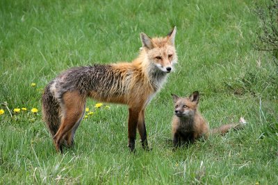 Fox mom and kit