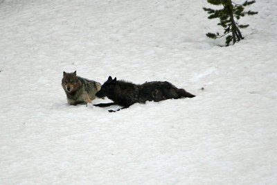 Wolves playing in the snow