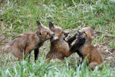 Playing fox kits