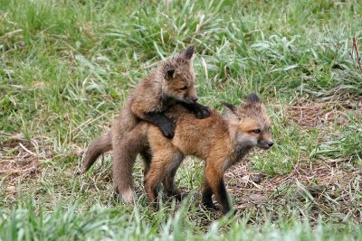 Playing fox kits