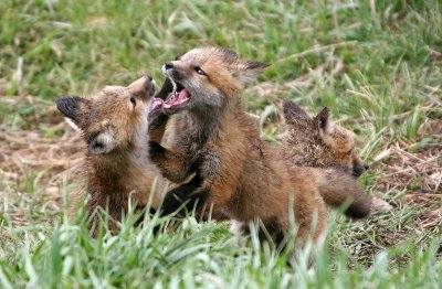 Playing fox kits