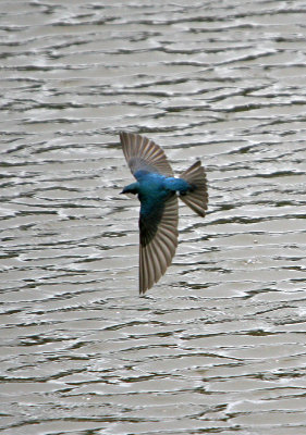 Tree Swallow