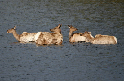 Elk playing in the water
