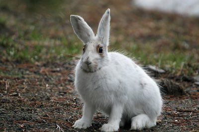 Snowshoe Hare