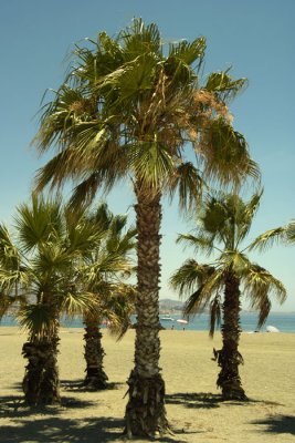 palms-torre-del-mar-spain.jpg