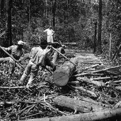 Log being manhandled onto skids (1)