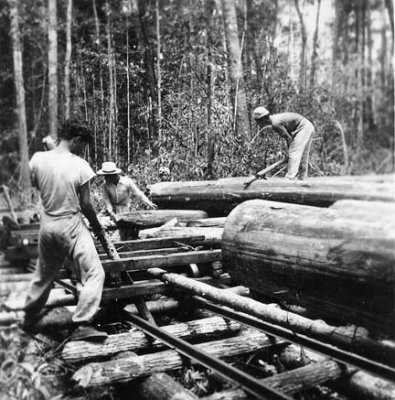 Log being loaded onto rail truck