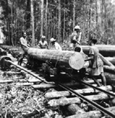 Log loaded on railcar