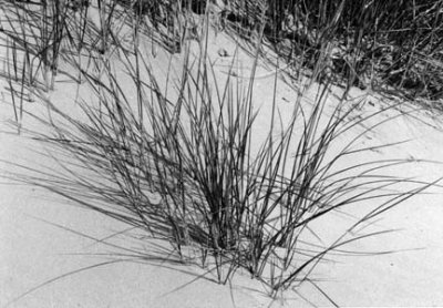 Beach Grasses_Harlech