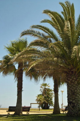more-palms-torre-del-mar Spain