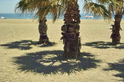 Palms and shadows - same location