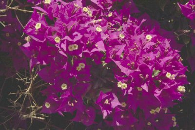 Just a little section of huge shrub near beach