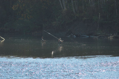 Fly Fisherman on the Nitnat River