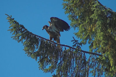 Young eagle waiting for lunch