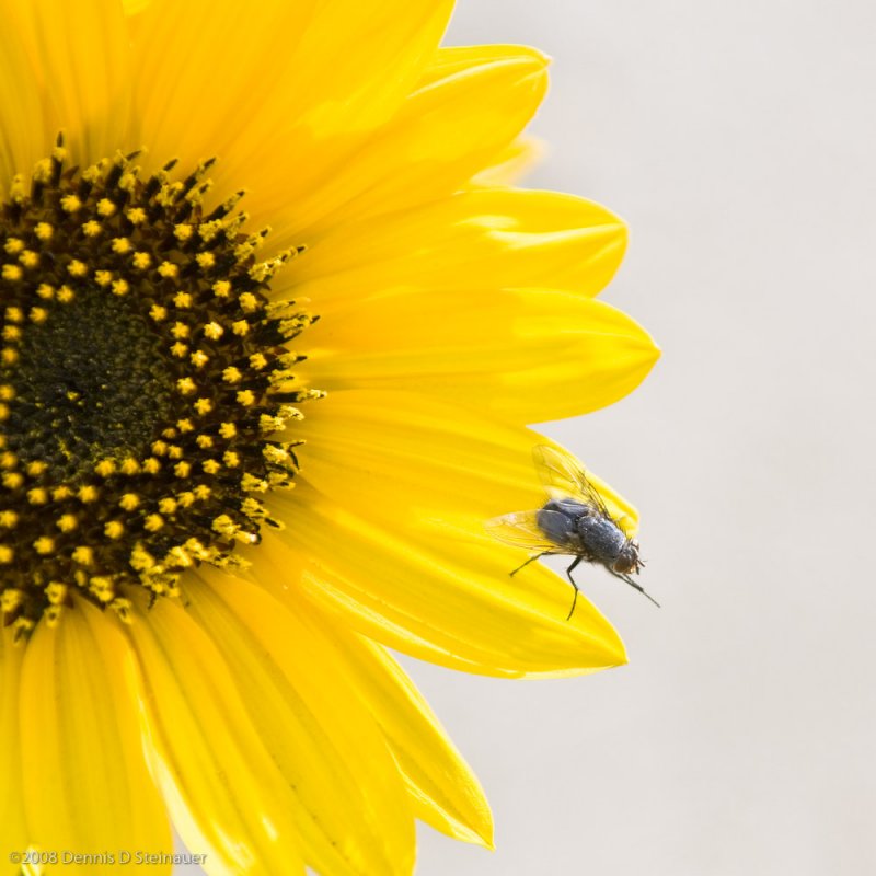 8/5/08 - Afghan Sunflower and Friend<br><font size=3>DS20080805_0008 Sunflower Visitor (2008_ACAC).jpg</font>