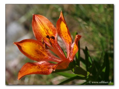 Feuerlilie / Lilium bulbiferum / Fire Lily (7515)