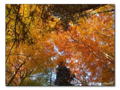 autumn colours / Herbstwald (2258)