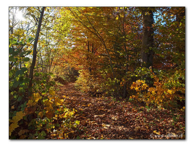 herbstlicher Waldweg / autumnal forest track (2318)