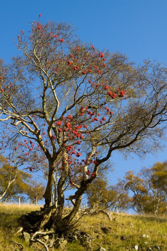 mountainash-ACR.jpg