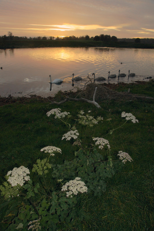 swan-sunset-flash800-srgb.jpg