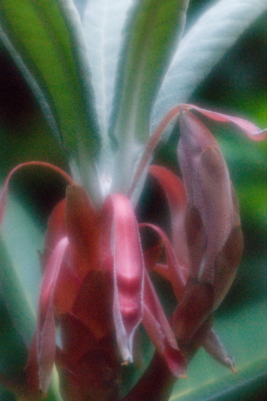 broadleafrhododendrongrsoft.jpg