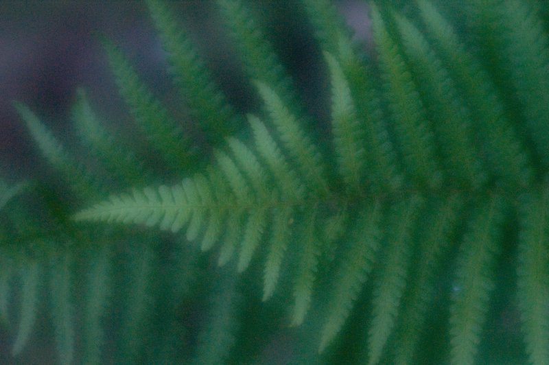 fern1600.jpg