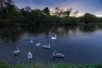 tweedswans-15mmf8-iso800.jpg