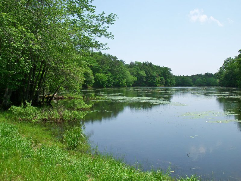 Cranberry Bogs