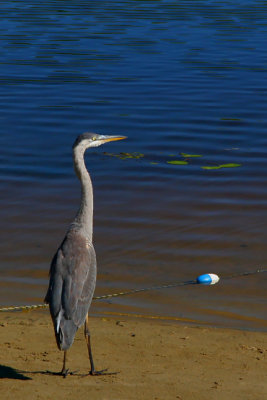 LIMICOLES  & + / SHOREBIRDS & +