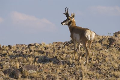 Antelopes in August