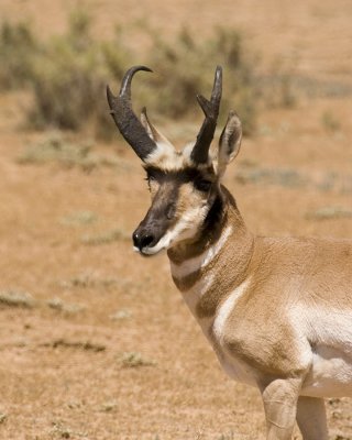 PICT0951.jpg