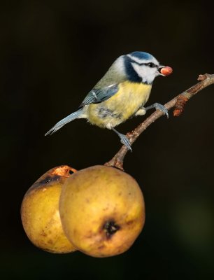 Blue tit