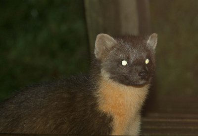 unedited, pine marten