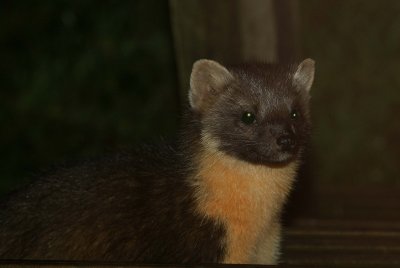 after some work, edited pine marten