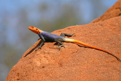 Rock Lizard -  Male