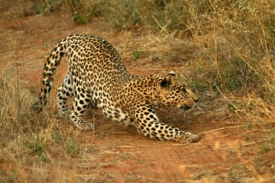 Day 13  Leopards at Okonjima