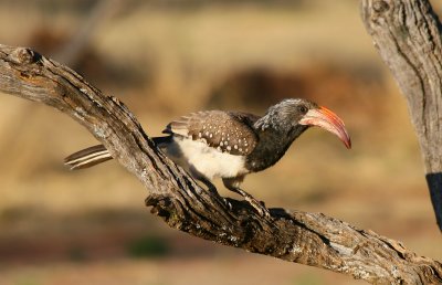 Montero's Hornbill