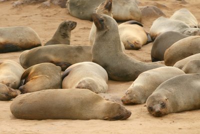 Cape Cross Sealion Colony