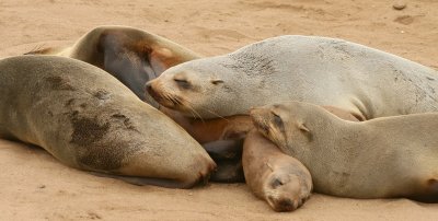 Cape Cross Sealion Colony