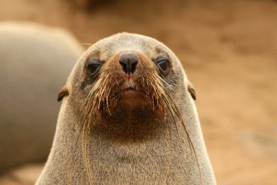 Cape Cross Sealion Colony