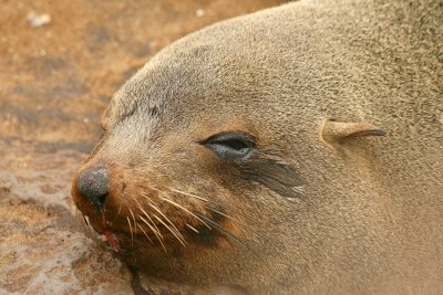 Cape Cross Sealion Colony