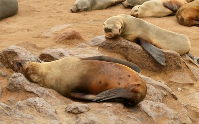 Cape Cross Sealion Colony