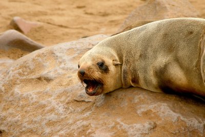 Cape Cross Sealion Colony