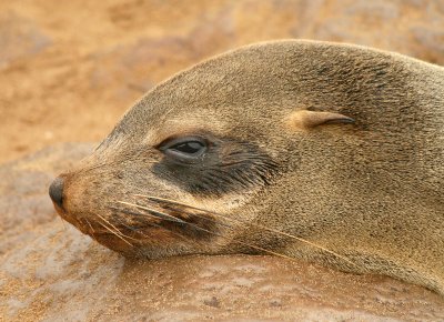 Cape Cross Sealion Colony