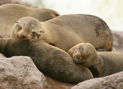 Cape Cross Sealion Colony