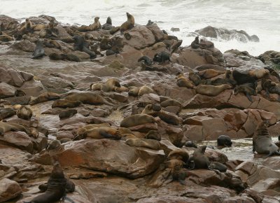 Cape Cross Sealion Colony